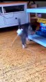 doggy, puppy , goldenretriever , dogs , puppies , dogshorts , dog Puppy sound , shorts , puppy , dog Boom,Scared ,funny cats , cat , funny, videos , doglover , funny, viral, youtubeshorts, trending,