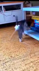 doggy, puppy , goldenretriever , dogs , puppies , dogshorts , dog Puppy sound , shorts , puppy , dog Boom,Scared ,funny cats , cat , funny, videos , doglover , funny, viral, youtubeshorts, trending,