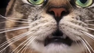 Cat meowing to attract cats ,| doggy, puppy , goldenretriever , dogs , puppies , dogshorts , dog Puppy sound , shorts , puppy , dog Boom,Scared ,funny cats , cat , funny, videos , doglover , funny, viral, youtubeshorts, trending,