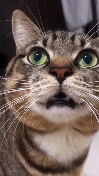 Cat meowing to attract cats ,| doggy, puppy , goldenretriever , dogs , puppies , dogshorts , dog Puppy sound , shorts , puppy , dog Boom,Scared ,funny cats , cat , funny, videos , doglover , funny, viral, youtubeshorts, trending,