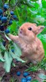 Rabbit eating blueberries | doggy, puppy , goldenretriever , dogs , puppies , dogshorts , dog Puppy sound , shorts , puppy , dog Boom,Scared ,funny cats , cat , funny, videos , doglover , funny, viral, youtubeshorts, trending,