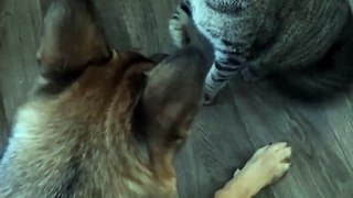 funny cat and dog fights | shorts | funny | funny cat videos | funny cat | funny dog videos | funny dog | funny dog and cat videos | funny cat and dog videos | funny cow | funny cow jokes | funny videos |