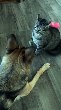 funny cat and dog fights | shorts | funny | funny cat videos | funny cat | funny dog videos | funny dog | funny dog and cat videos | funny cat and dog videos | funny cow | funny cow jokes | funny videos |