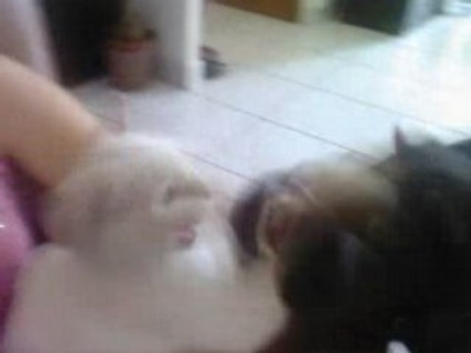 rottweiler qui joue avec un chatton