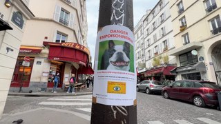 Elvis, un chihuahua de Montmartre, a-t-il été victime d’une empoisonneuse de chien ?