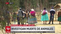 La Paz: 53 aves murieron contaminadas por el derrame de aceite en el lago Titicaca y por los incendios, según director de Bioparque