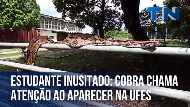 Estudante inusitado: cobra chama atenção ao aparecer na Ufes