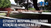 Estudante inusitado: cobra chama atenção ao aparecer na Ufes