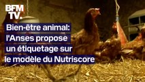 L'Anses propose que les étiquettes prennent en compte le bien-être réel des animaux