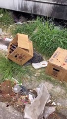 Un vehículo que transportaba cervezas se le desprendió una llanta sobre la autopista a Zapotlanejo