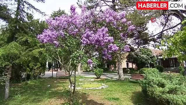 Ilıca'da ilkbahar güzelliği