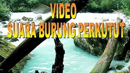 Suara Burung Perkutut Di Alam Liar Cocok untuk Teman Santai