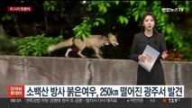 [핫클릭] 소백산 방사 붉은여우, 250㎞ 떨어진 광주서 발견 外