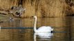 Swan Elegance: Exploring the Beauty of These Graceful Birds