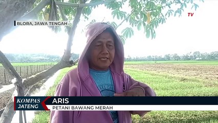 Harga Bawang Merah Meroket Dipicu Gagal Panen