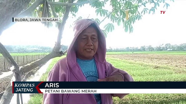 Harga Bawang Merah Meroket Dipicu Gagal Panen