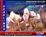 Cattle market will be established in Karachi from May 10