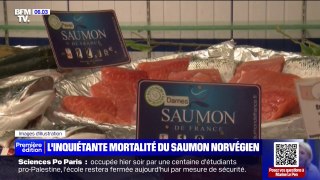 L'inquiétante mortalité du saumon norvégien d'élevage