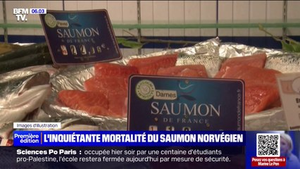 L'inquiétante mortalité du saumon norvégien d'élevage