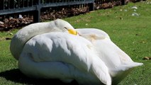 The Bewick’s Swan: Close Up HD Footage (Cygnus columbianus bewickii)