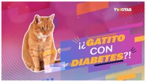 Toma en cuenta estas recomendaciones para evitar que tu gatito no  tenga diabetes