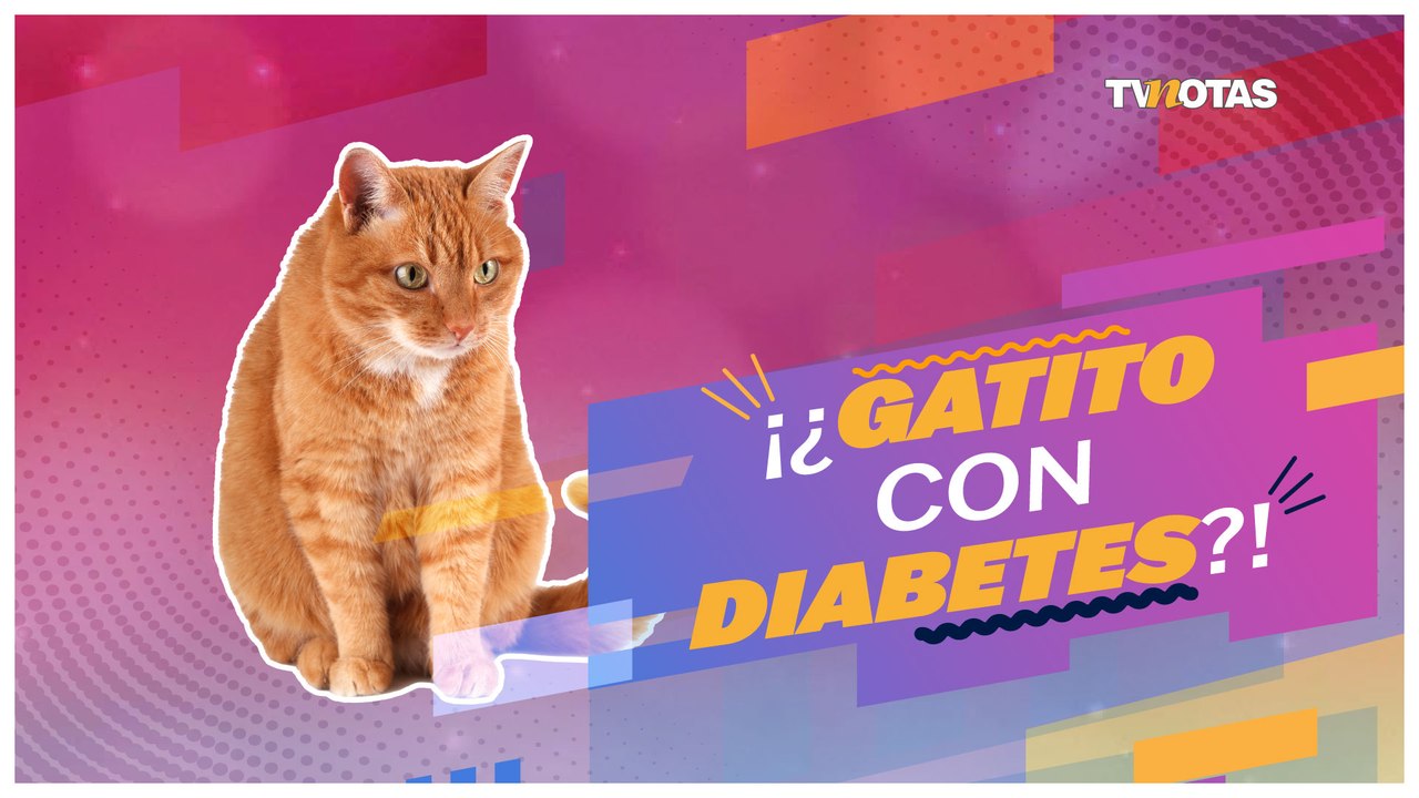 Toma en cuenta estas recomendaciones para evitar que tu gatito no  tenga diabetes