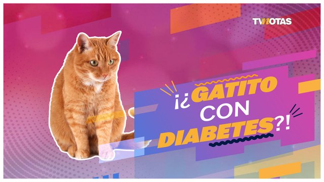 Toma en cuenta estas recomendaciones para evitar que tu gatito no tenga diabetes