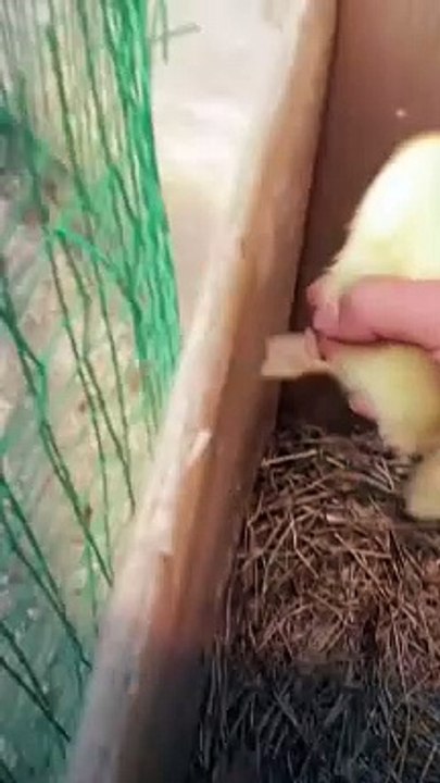 Animal racism