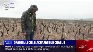 Orage sur le vignoble de Chablis: ce viticulteur a perdu plus de 80% de son domaine