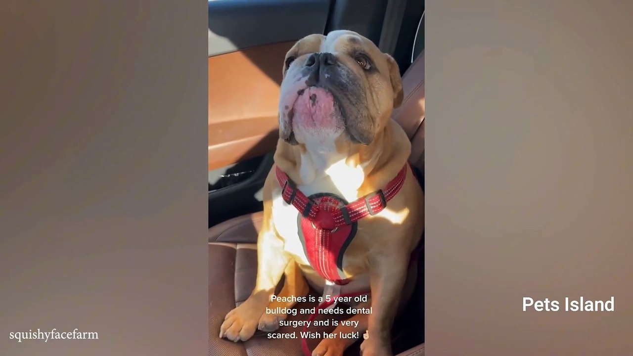 When your DOG IS PART of your family!