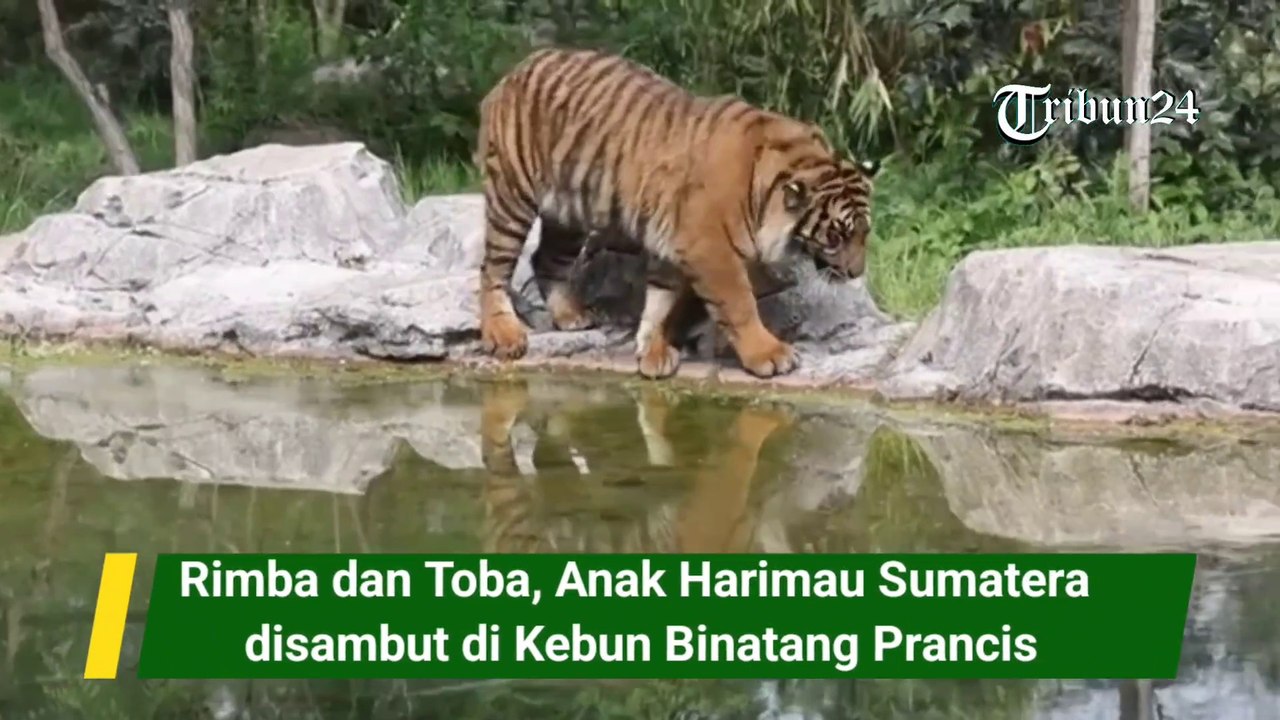 Rimba dan Toba, Anak Harimau Sumatera disambut di Kebun Binatang Prancis