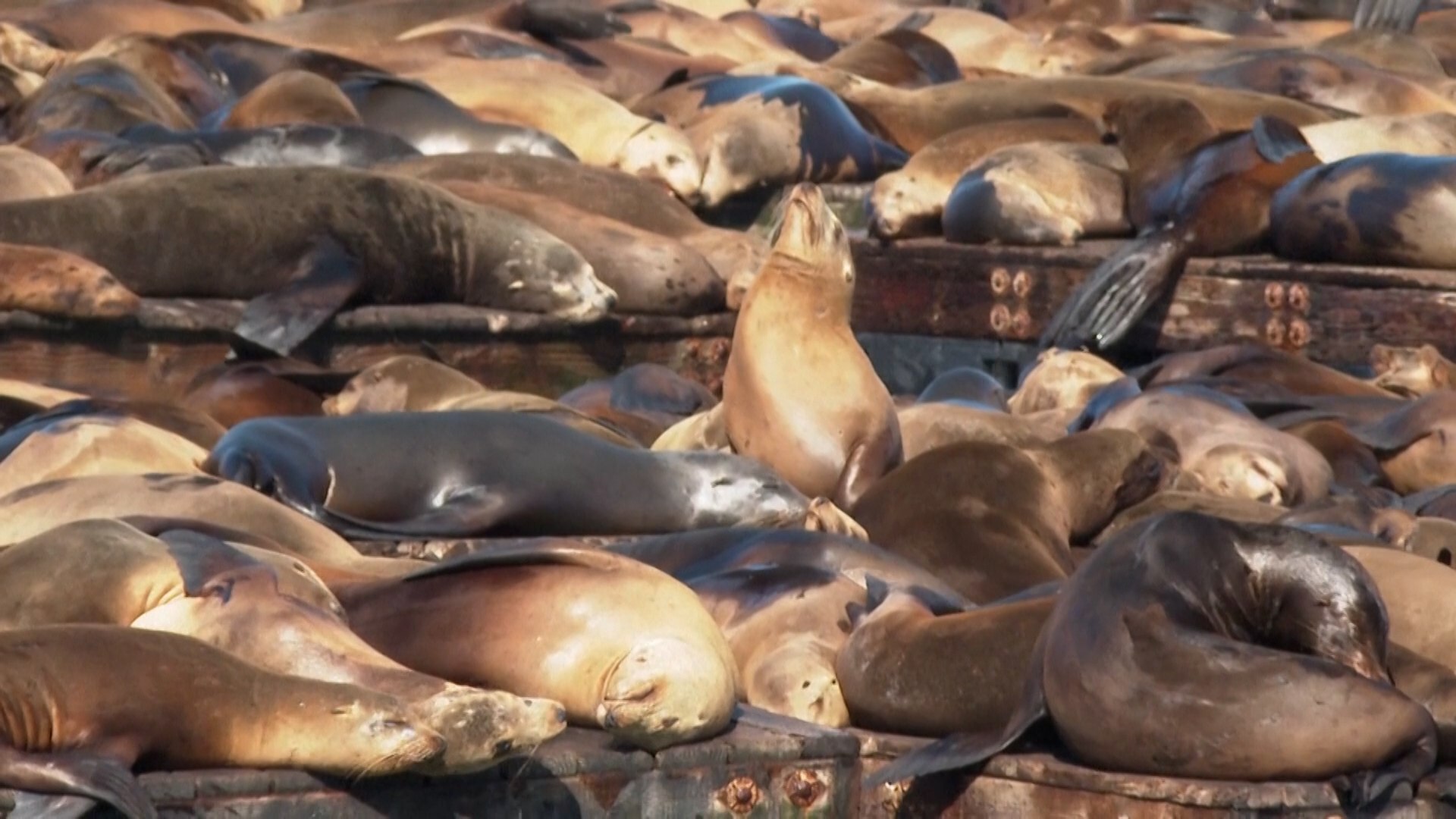 Ms de mil leones marinos llegan a San Francisco, la cifra ms alta en 15 aos