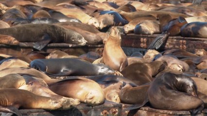 Más de mil leones marinos llegan a San Francisco, la cifra más alta en 15 años