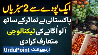 One Plant Two Vegetables - Pakistani Ne Tomatoes and Potatoes Ikathe Kasht Karne Ki Technology Bana Di