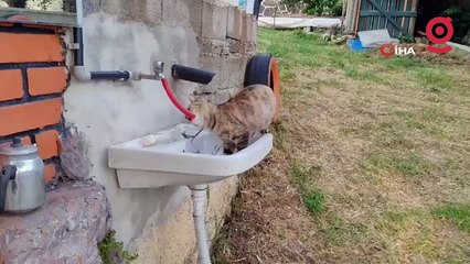 Çeşmeden su içen kedi 'Yıldız' gülümsetti
