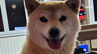 Après avoir vécu en chenil comme chienne d'élevage, cette Shiba Inu aimerait connaître la vraie vie