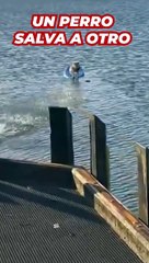 Un perro salva a otro varado en una tabla de surf