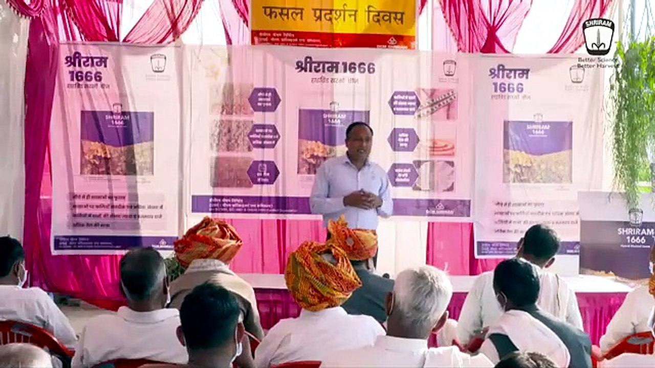 Shriram 1666 Mustard Seeds: Farmer's Choice
