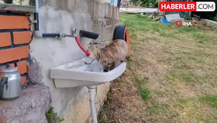 Çeşmeden su içen kedi 'Yıldız' gülümsetti