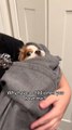 Woman Makes Dog Wrapped in Towel Sleep in Arms Like Baby