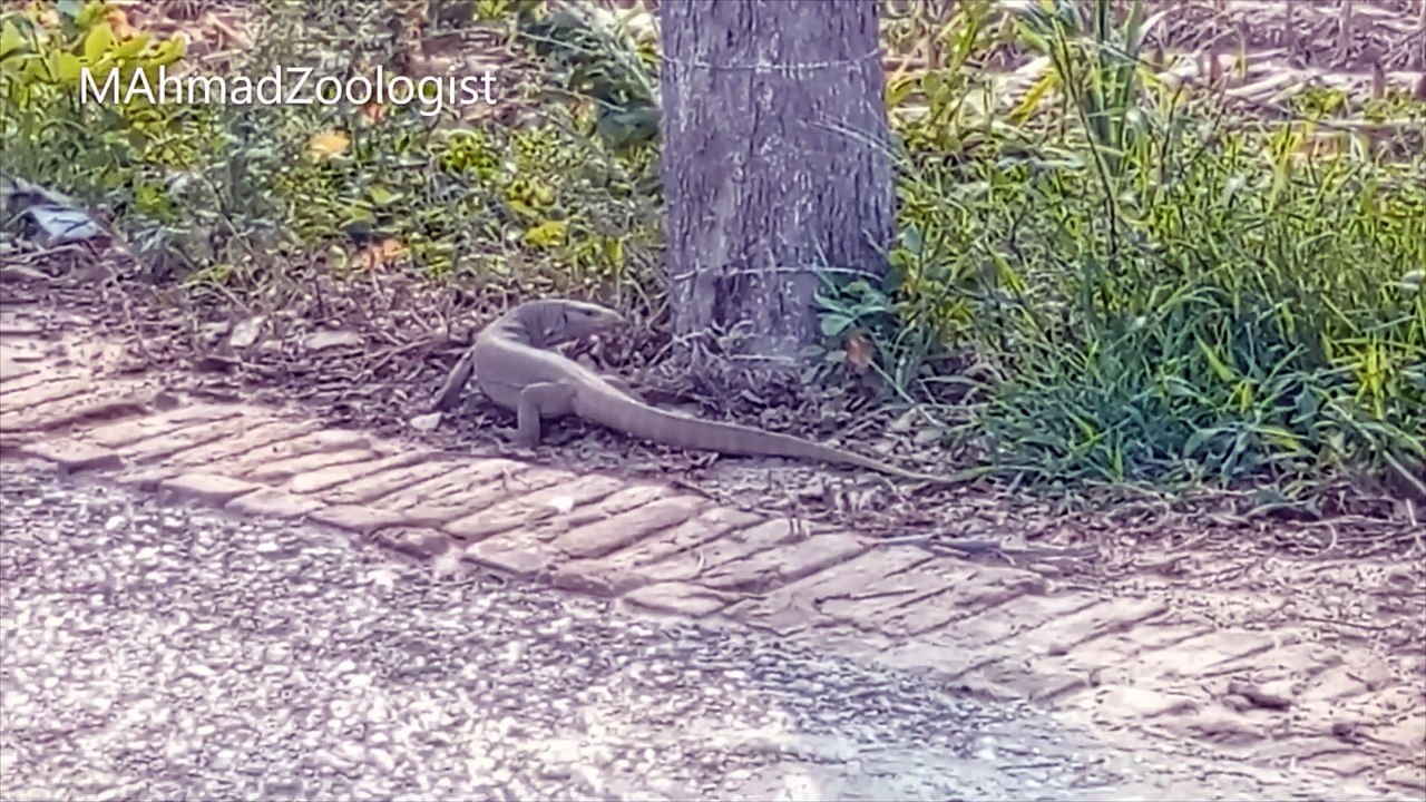 Bengal Monitor (Varanus bengalensis) | Feeding, Breeding, Behaviour and Distribution | Reptiles | [URDU]