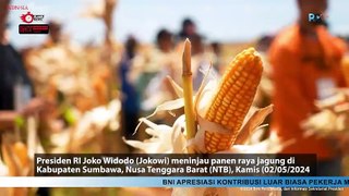 Presiden Jokowi Tinjau Panen di Sumbawa