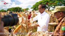 Presiden Jokowi Tinjau Panen Jagung di Sumbawa