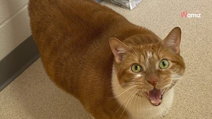 Ils abandonnent un chat obèse : le refuge met en place un véritable programme intensif pour le faire maigrir