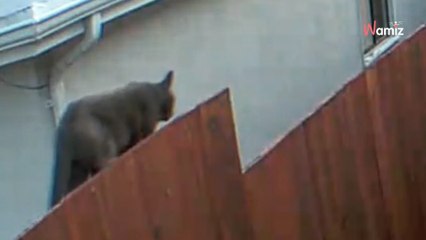 Il signale à la police un grave danger dans le quartier : les images de surveillance révèlent l'impensable