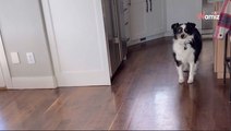 Le chien fait passer un message clair à son humaine : « Faites vos valises, la maison est hantée » (vidéo)