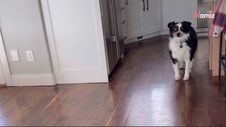 Le chien fait passer un message clair à son humaine : « Faites vos valises, la maison est hantée » (vidéo)