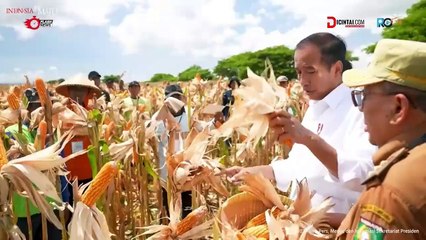 Presiden Jokowi Tinjau Panen di Sumbawa