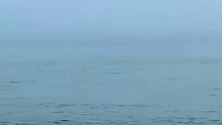 Dolphins spotted in sea off Hastings