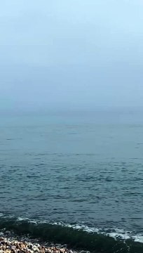 Dolphins spotted in sea off Hastings